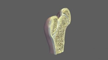Synchondrosis tıp bilim animasyon