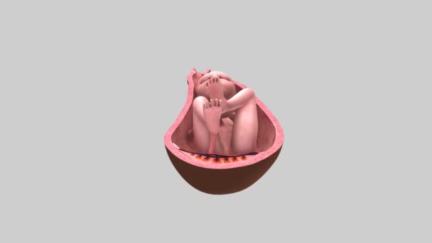 Bébé dans l'utérus médecine science animation — Video