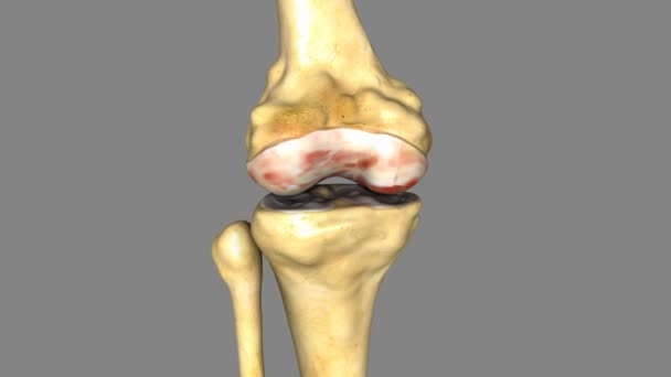 Knee joint medicine science animation — Stock Video