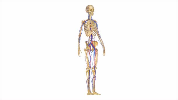 Skeleton with circulatory system — Stock Video