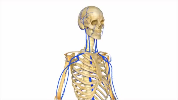 Скелет с системой вен — стоковое видео