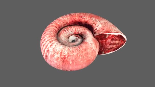 Molluuscs bilim animasyon — Stok video