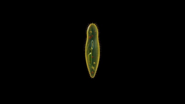 ชิ้นส่วน Paramecium แอนิเมชั่นวิทยาศาสตร์ — วีดีโอสต็อก