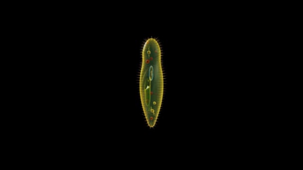 Paramecium pièces animation scientifique 