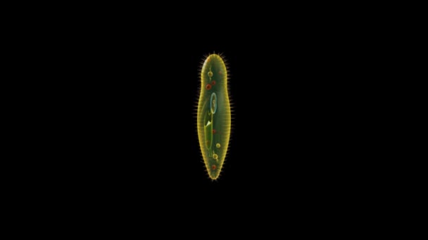 Paramecium delen wetenschap animatie — Stockvideo