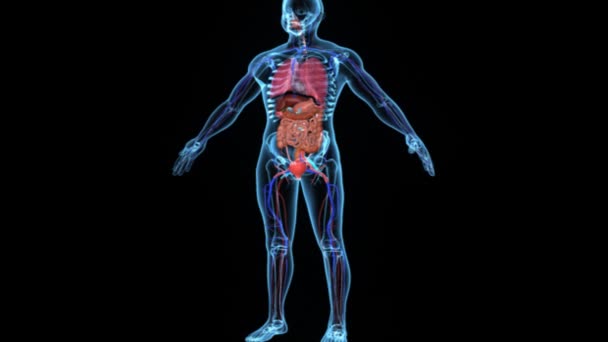 Kroppen med organ medicin vetenskap animation — Stockvideo