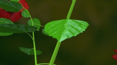 Difüzyon bitki botanik bilim animasyon