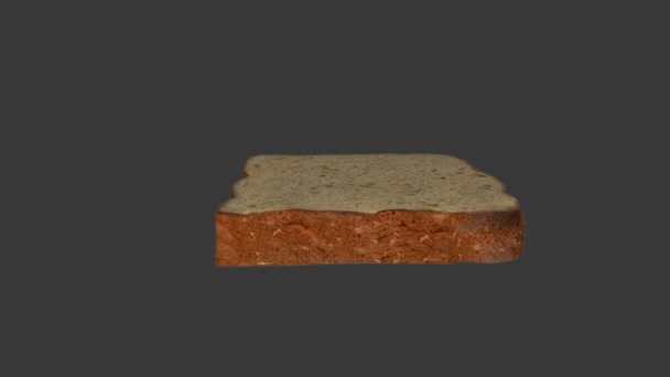 Rhizopus animation scientifique 