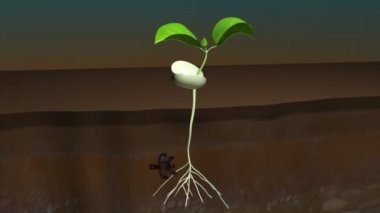 Bitki büyüme bilim animasyon