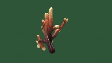 Mikorizasız bilim animasyon