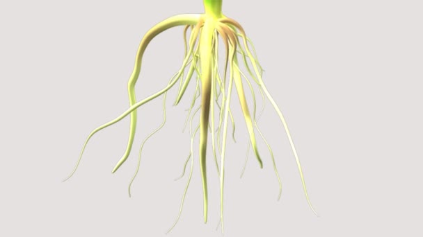 Oryza botany science animation — Stock Video