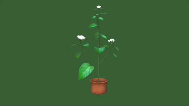 Transpiration pull vetenskap animation — Stockvideo