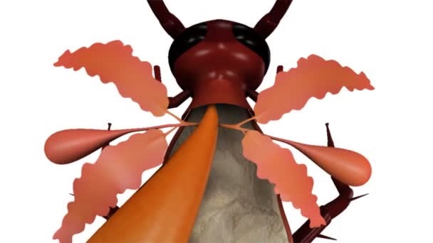 Ernährungskanal der Kakerlake — Stockvideo