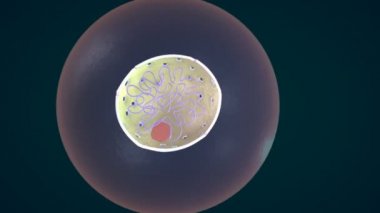 G2 Interphase bilim animasyon