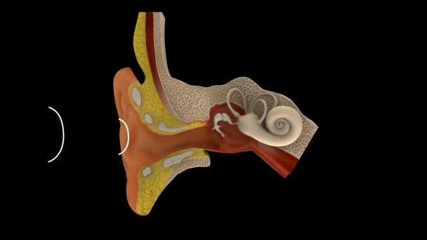 Funciones del oído animación científica — Vídeo de stock