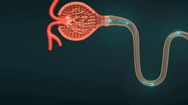 尿細管科学アニメーションの機能 — ストック動画