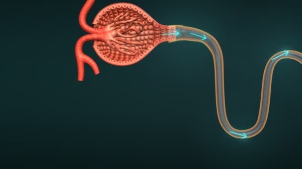 Function of tubule science animation — Stock Footage Function of tubule science animation Royalty Free Stock Video