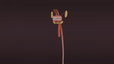 İnsan sindirim sistemi