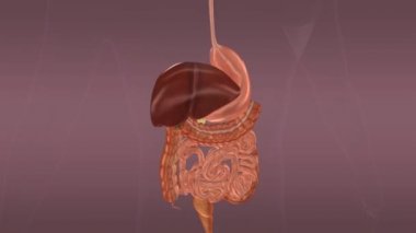 Serosa bilim animasyon