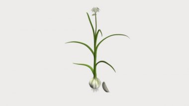 Allium sativum sarımsak