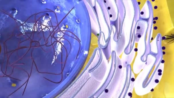 Aparato Golgi ciencia animación — Vídeos de Stock