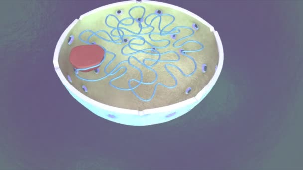 Interphase çekirdeği bilim animasyon — Stok video