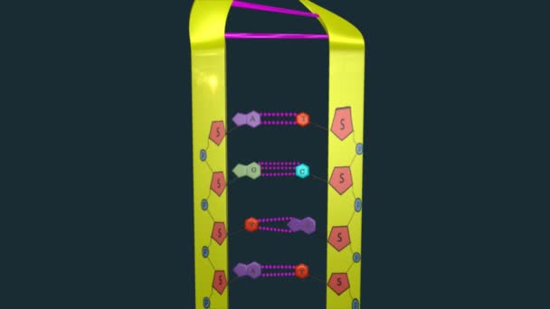 Nucleic acid wetenschap animatie — Stockvideo