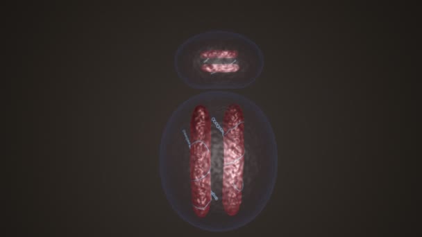 Ribosome en cellule vivante — Video