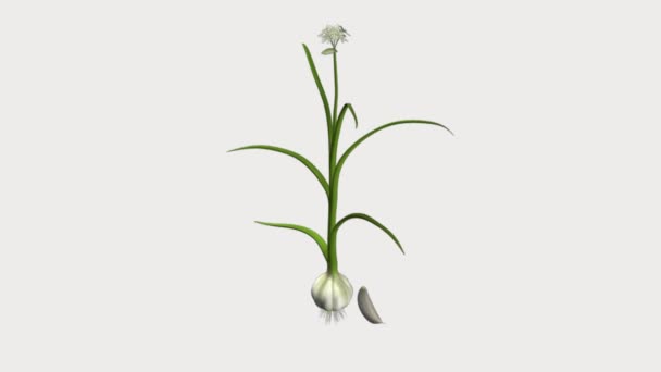 Allium sativum alho — Vídeo de Stock