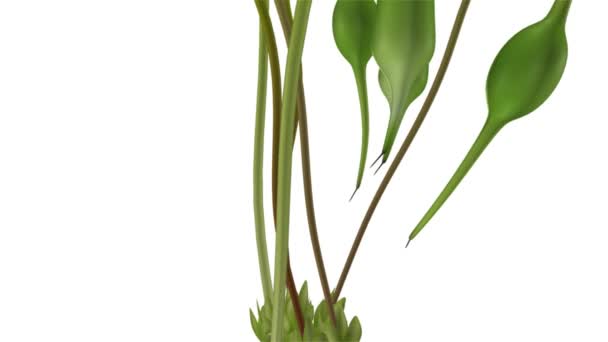 Bryophytes isolés sur blanc 