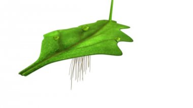 Thallus (erkek) botanik bilim animasyon