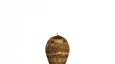 Colocasia bilim animasyon