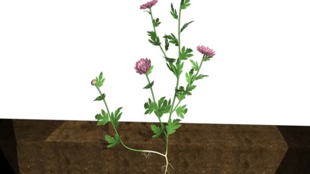 Chrysanthème dans l'animation au sol 