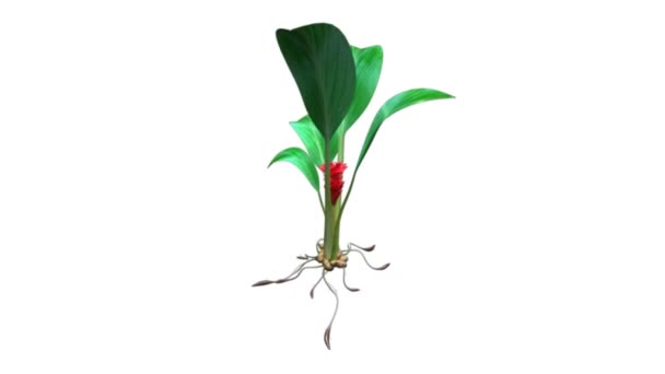 curcuma longa curcuma 