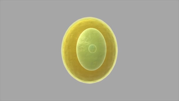 Pollen grain animation — Stockvideo