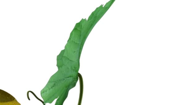 Cucurbites sur animation blanche 