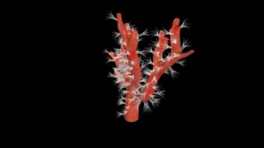 Siyah izole Corallium