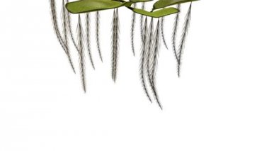 Pteridophytes üzerinde beyaz animasyon