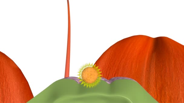 Pollen pistill interaktion — Stockvideo