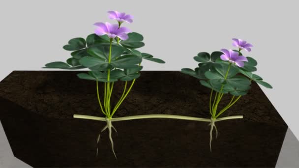 赛跑者植物学科学动画 — 图库视频影像