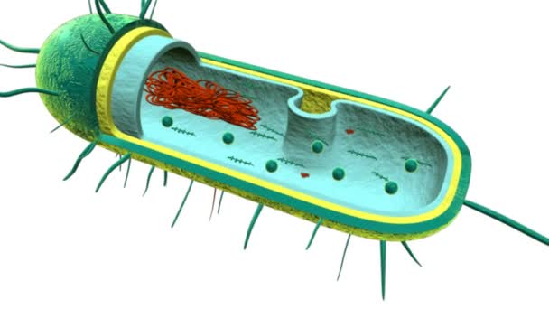 Estructura de bacterias verdes — Vídeos de Stock