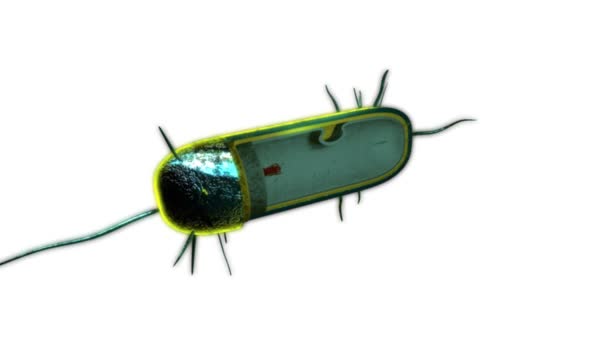 Zielona struktura bakterii — Wideo stockowe