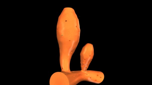 Animation de science gemmule formation