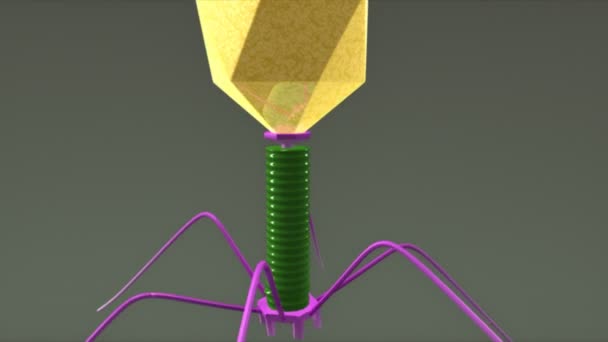 Bacteriophagephien svavel animation — Stockvideo