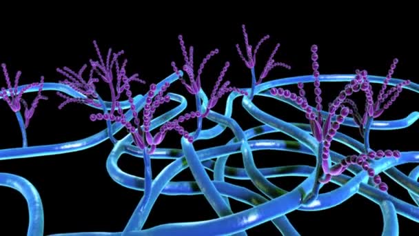 Zoospores στο σκοτεινό κινούμενο σχέδιο — Αρχείο Βίντεο