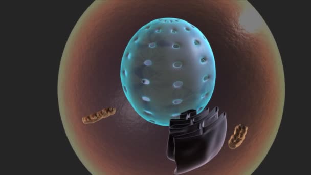 Transcription dans l'animation scientifique eucaryote 