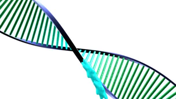 Estrutura de quebra de DNA humano — Vídeo de Stock