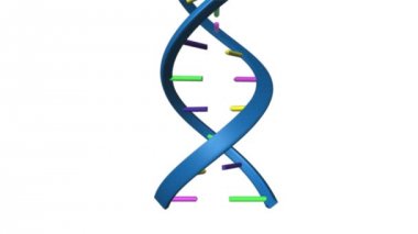 insan DNA replikasyon yapısı