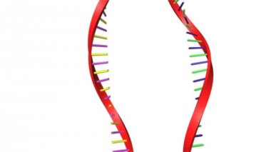 Çift Kişilik standed Rna
