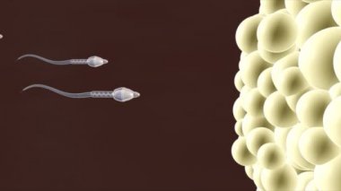 Spermlerinin yumurta insan anatomisi